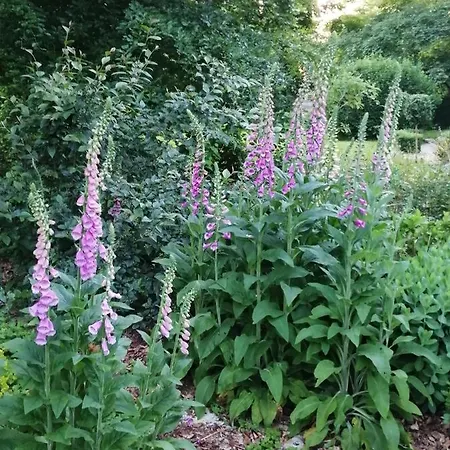 E Andre Le Domaine Des Jardins De Bed and Breakfast Bracquetuit